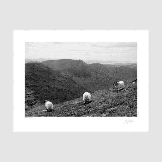 3 Sheep at Iveragh Peninsula Kerry - Black and white photography prints