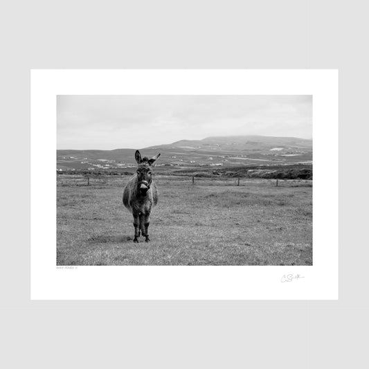 Donkey at Ring of Kerry - Black and white photography print
