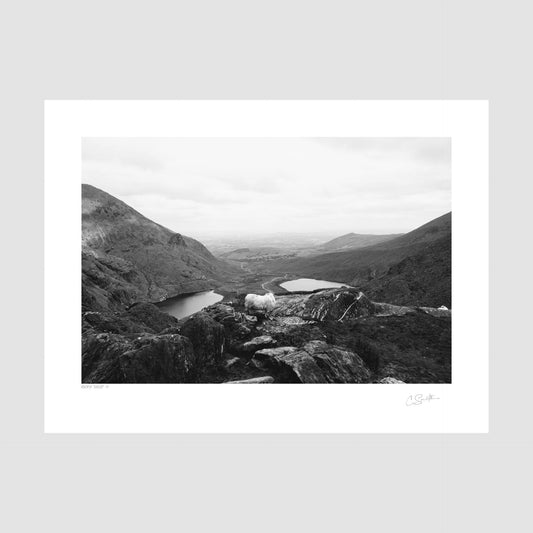 Sheep at Iveragh Peninsula Kerry - Black and white photography prints